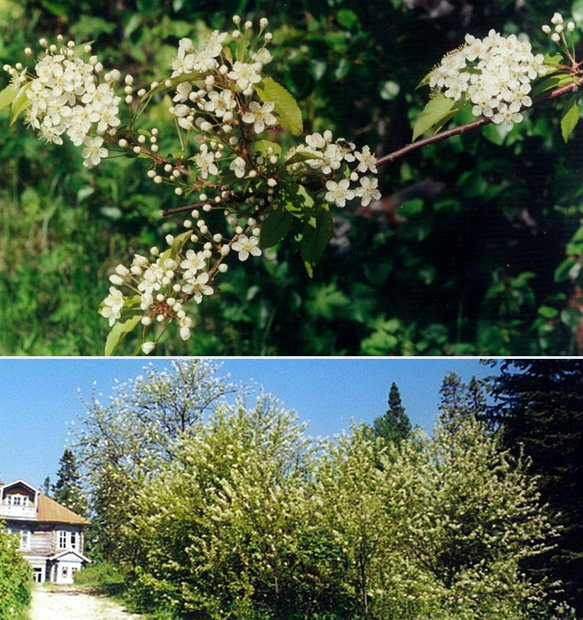 Цветущая ветка и дерево пенсильванской вишни. 