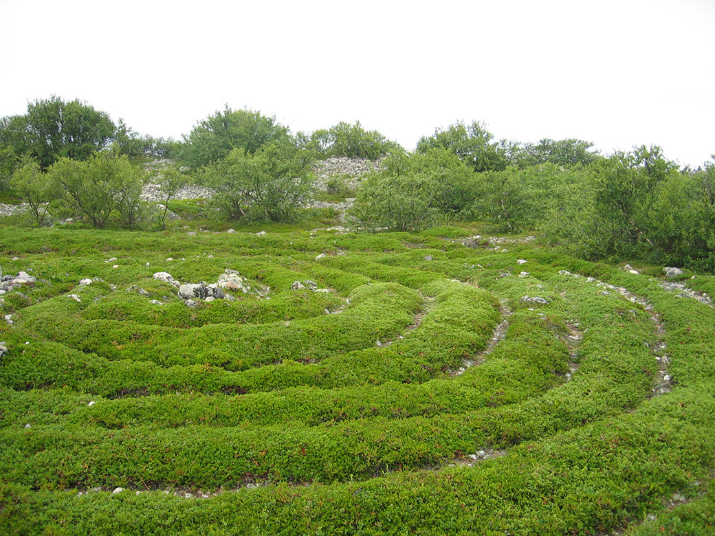 Solovki Labyrinth