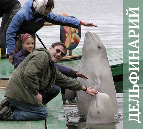 Дельфинарий на Соловках