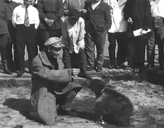 Первый соловецкий медведь был зэком. Соловки 1928.
