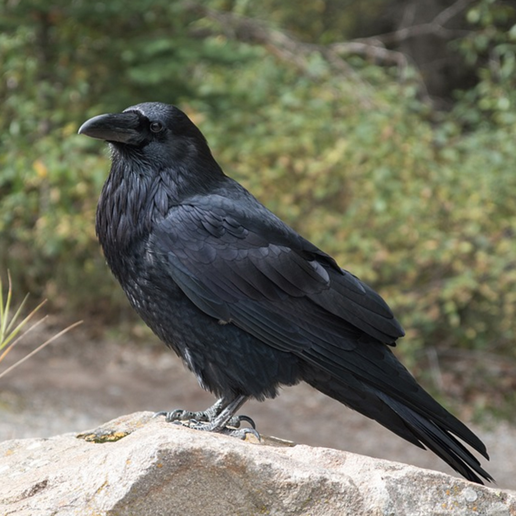 Ворон, лат. Corvus corax