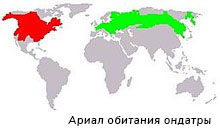 Ареал обитания ондатры