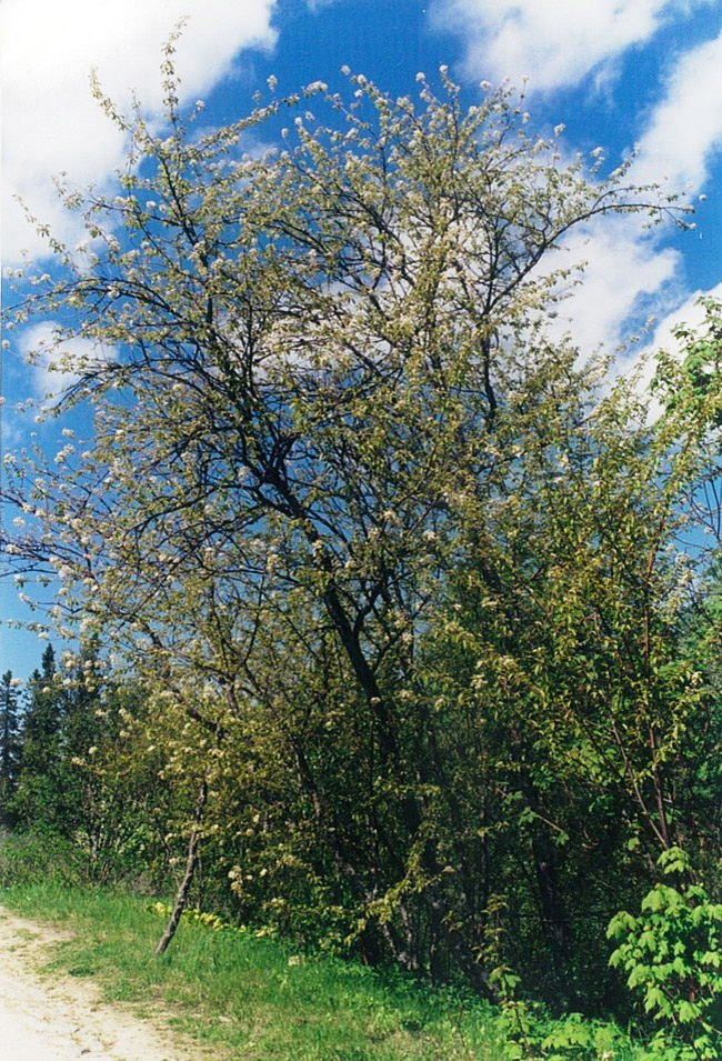 Черёмуха (вишня) пенсильванская
